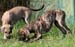 Bashir und Bilal (2)